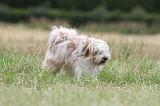 TERRIER DU TIBET 112
